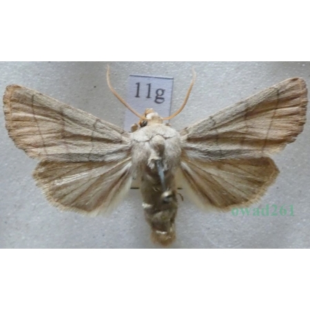 Charanyca trigrammica (Hufnagel, 1766) Światłówka potrójnica Czech11g